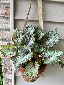 B-Grade Pahk JungleVine Tote Bag used as plant hanger for begonia on front porch